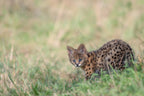 Little Serval Poster och Canvastavla
