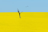 Canola Flowers Poster och Canvastavla