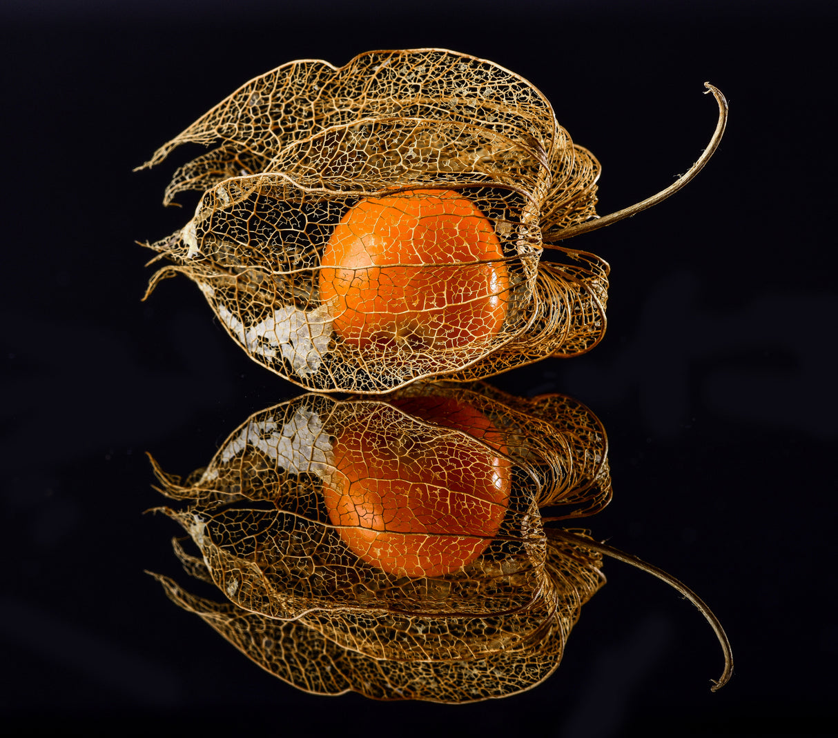 Physalis Poster och Canvastavla