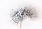 Hydrangea Poster och Canvastavla