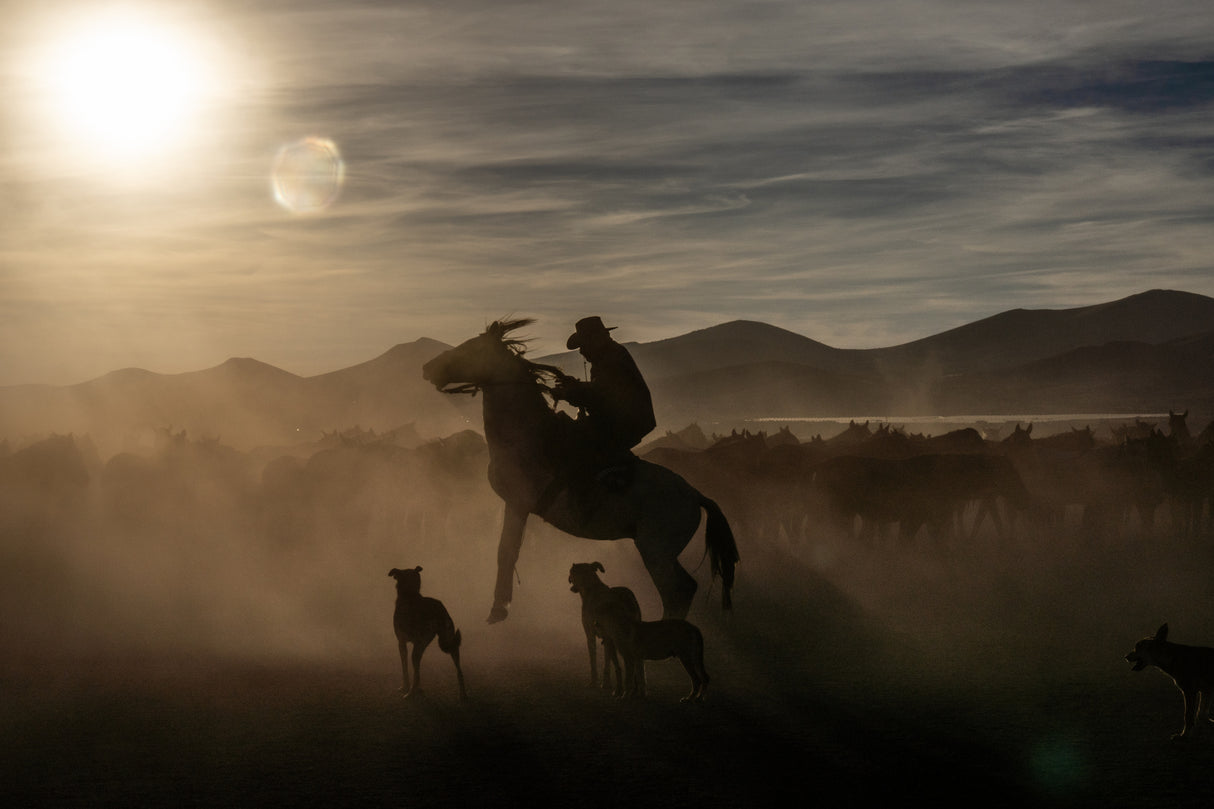Wild horses Poster och Canvastavla
