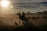 Wild horses Poster och Canvastavla