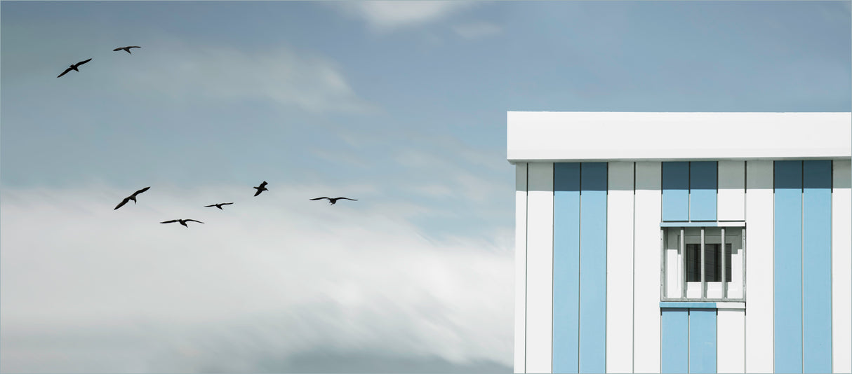 gulls loft Poster och Canvastavla