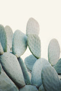 Pastel Cacti Poster och Canvastavla