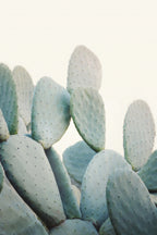 Pastel Cacti Poster och Canvastavla