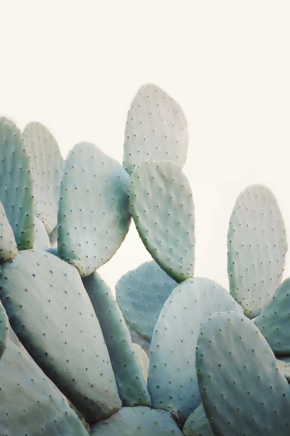 Pastel Cacti Poster och Canvastavla
