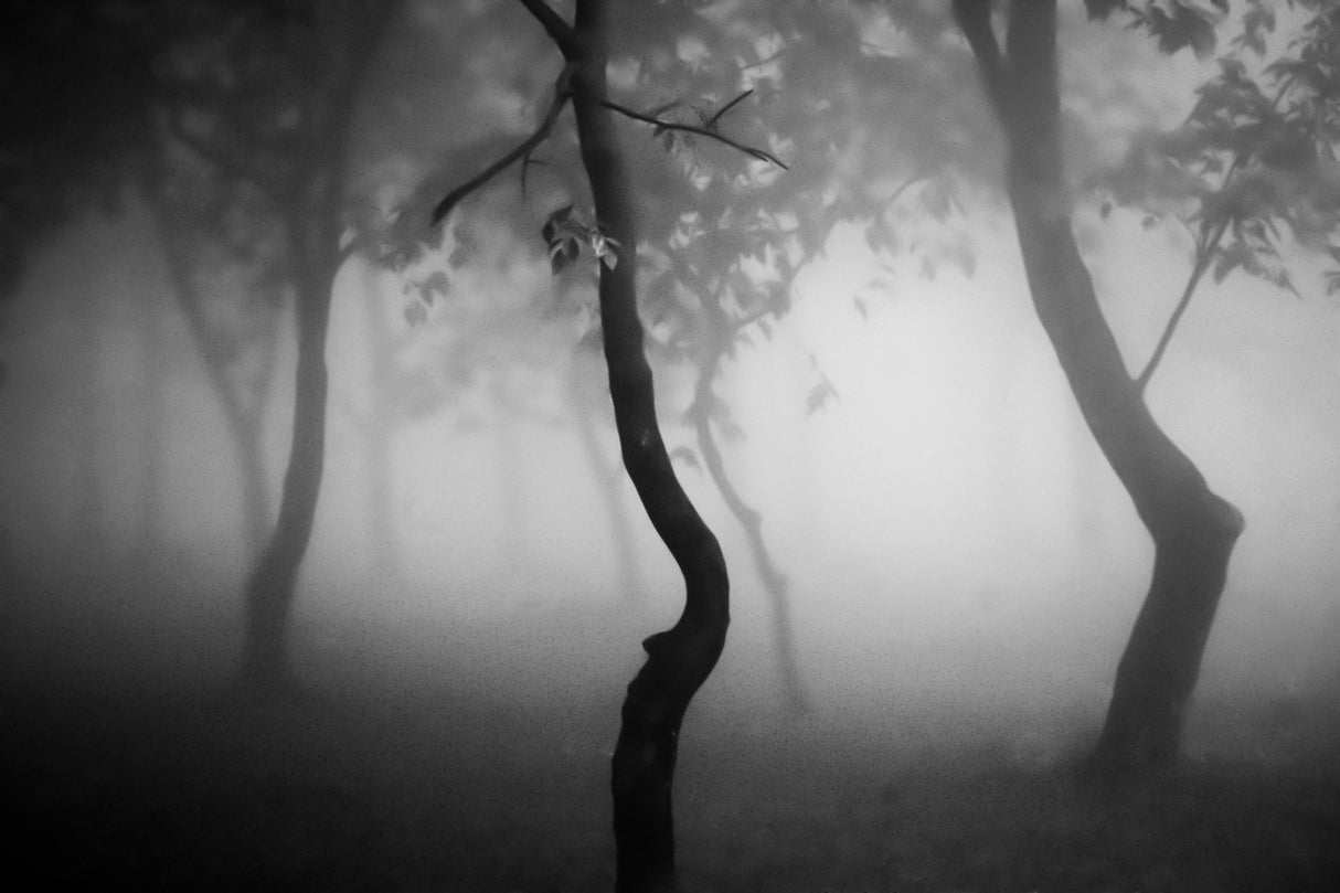 Foggy forest Poster och Canvastavla