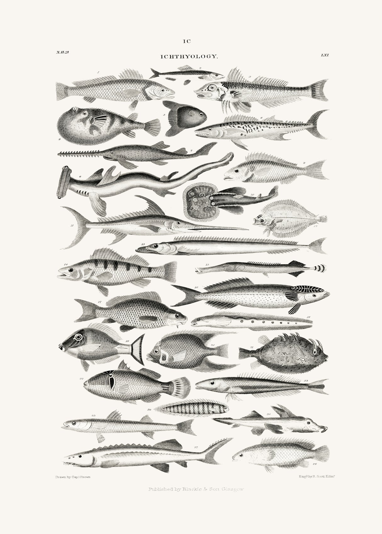 Sealife I Poster och Canvastavla