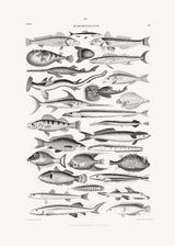 Sealife I Poster och Canvastavla