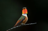 Hummingbird Poster och Canvastavla
