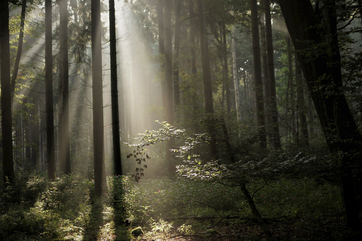 forest bathing Poster och Canvastavla