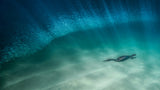 Bird diving and fishing Poster och Canvastavla