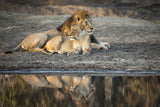 Lion Island Poster och Canvastavla