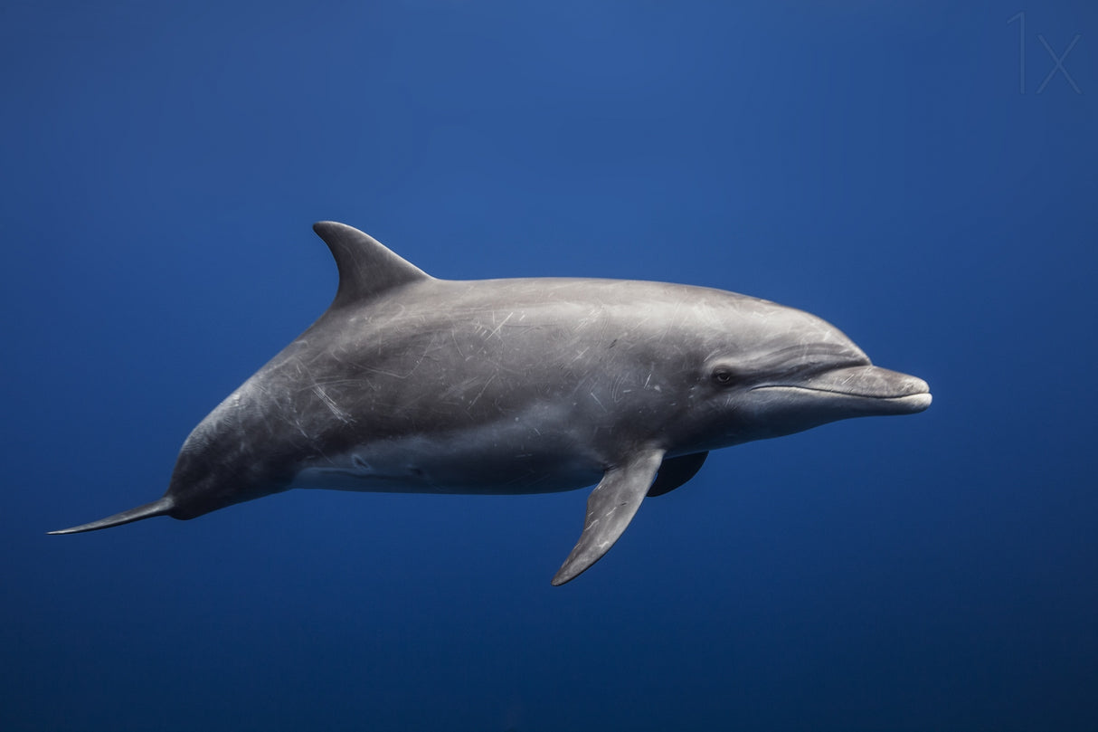 Dolphin Poster och Canvastavla