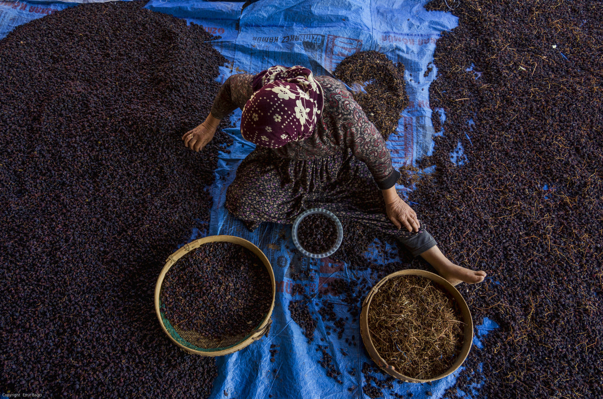 Grape Drying Poster och Canvastavla