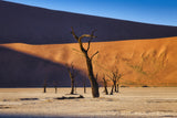 Deadvlei Poster och Canvastavla