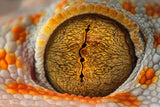 The Eye Poster och Canvastavla