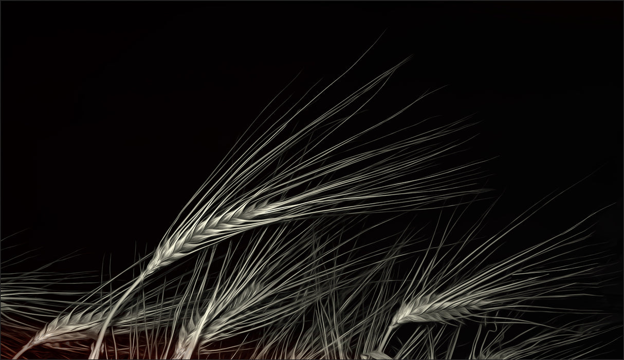 grain of life Poster och Canvastavla