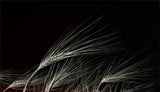 grain of life Poster och Canvastavla