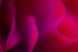 abstract rose leaves Poster och Canvastavla