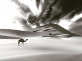 Camel and Dune Poster och Canvastavla