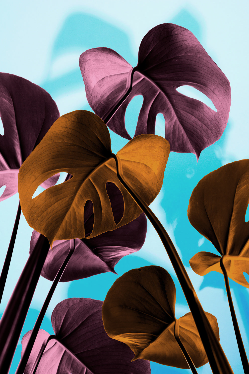 Monstera Blue 03 Poster och Canvastavla