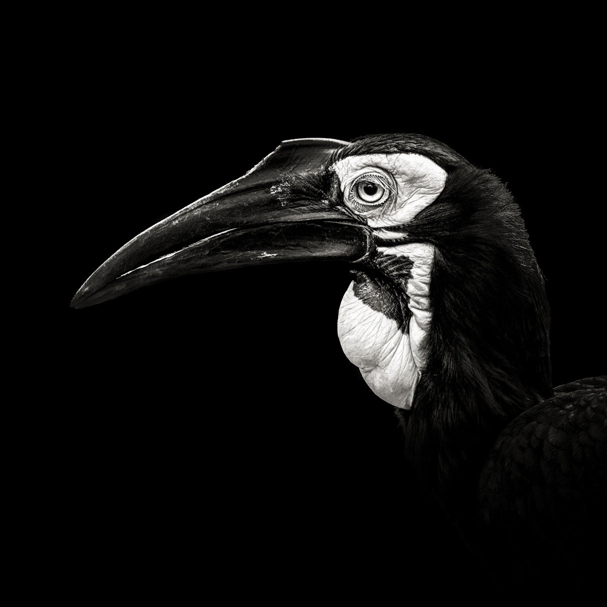 Southern Ground Hornbill Poster och Canvastavla