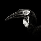 Southern Ground Hornbill Poster och Canvastavla