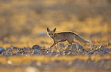 Desert Fox Poster och Canvastavla
