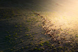 The sheep in Golden Light Poster och Canvastavla