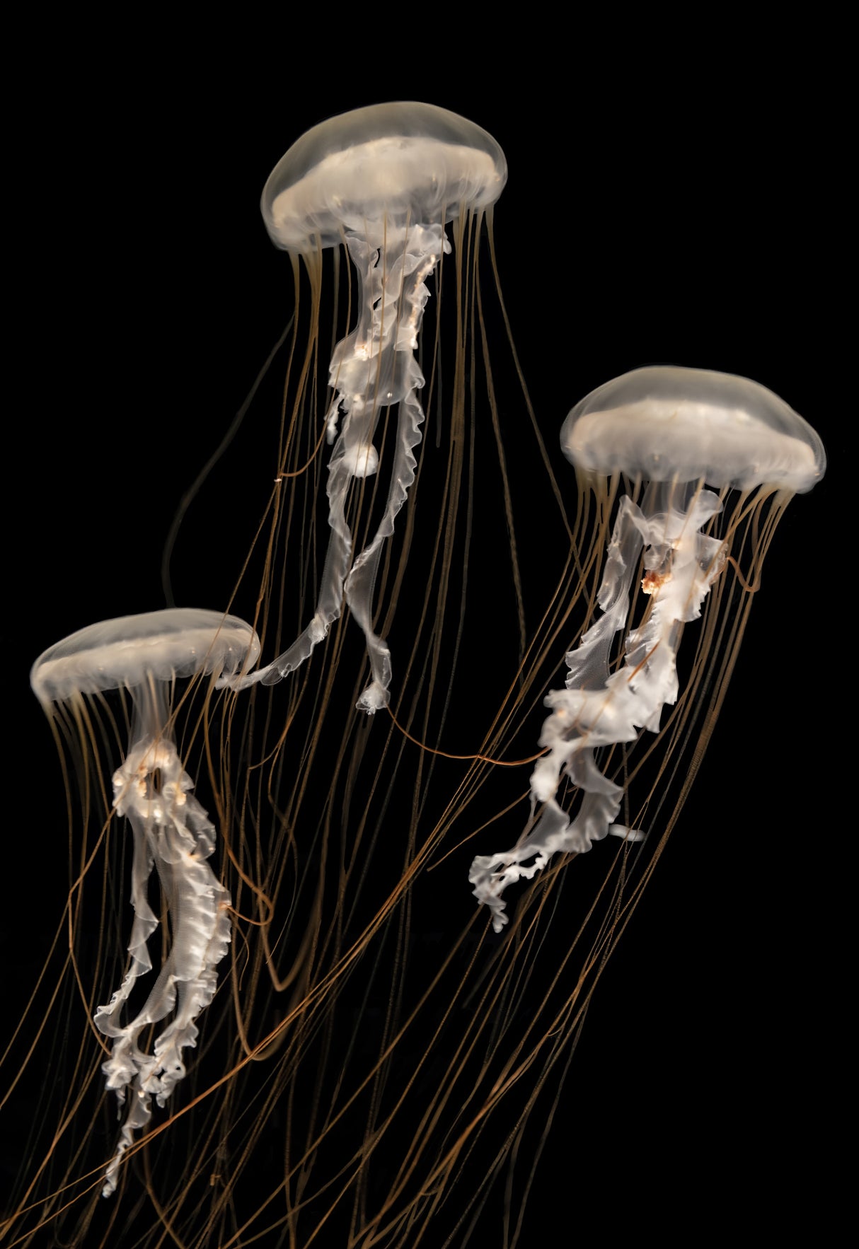 Strings Attached Poster och Canvastavla