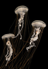 Strings Attached Poster och Canvastavla
