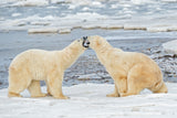 young bears playing Poster och Canvastavla