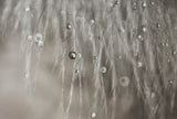Mildness Poster och Canvastavla