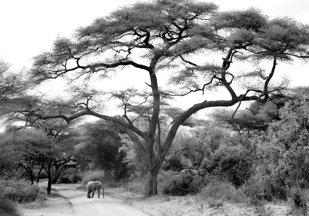 under the acacia Poster och Canvastavla