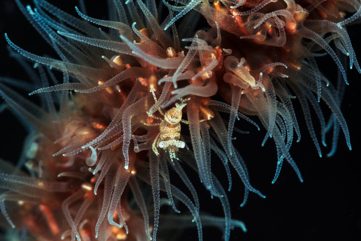 Zanzibar whip coral shrimp Poster och Canvastavla