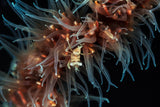 Zanzibar whip coral shrimp Poster och Canvastavla