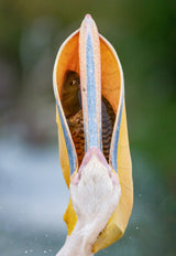 Pelican Poster och Canvastavla