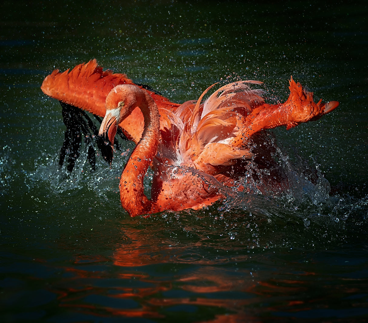 Playing With Water Poster och Canvastavla
