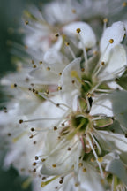 Spring blooms II Poster och Canvastavla