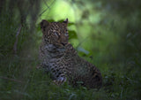Leopard In Africa Poster och Canvastavla