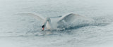 A Splash of white Poster och Canvastavla