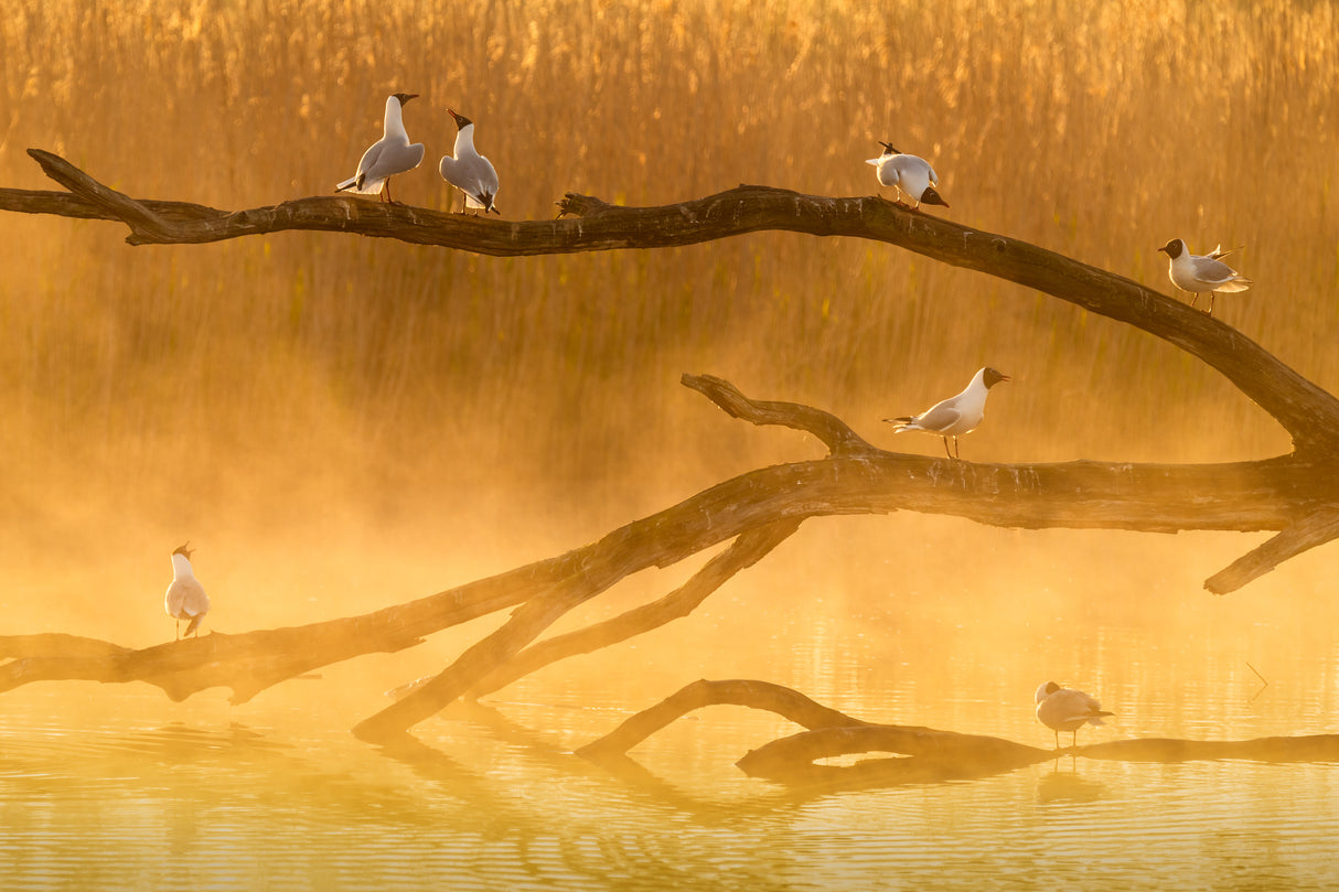 Gull chat Poster och Canvastavla