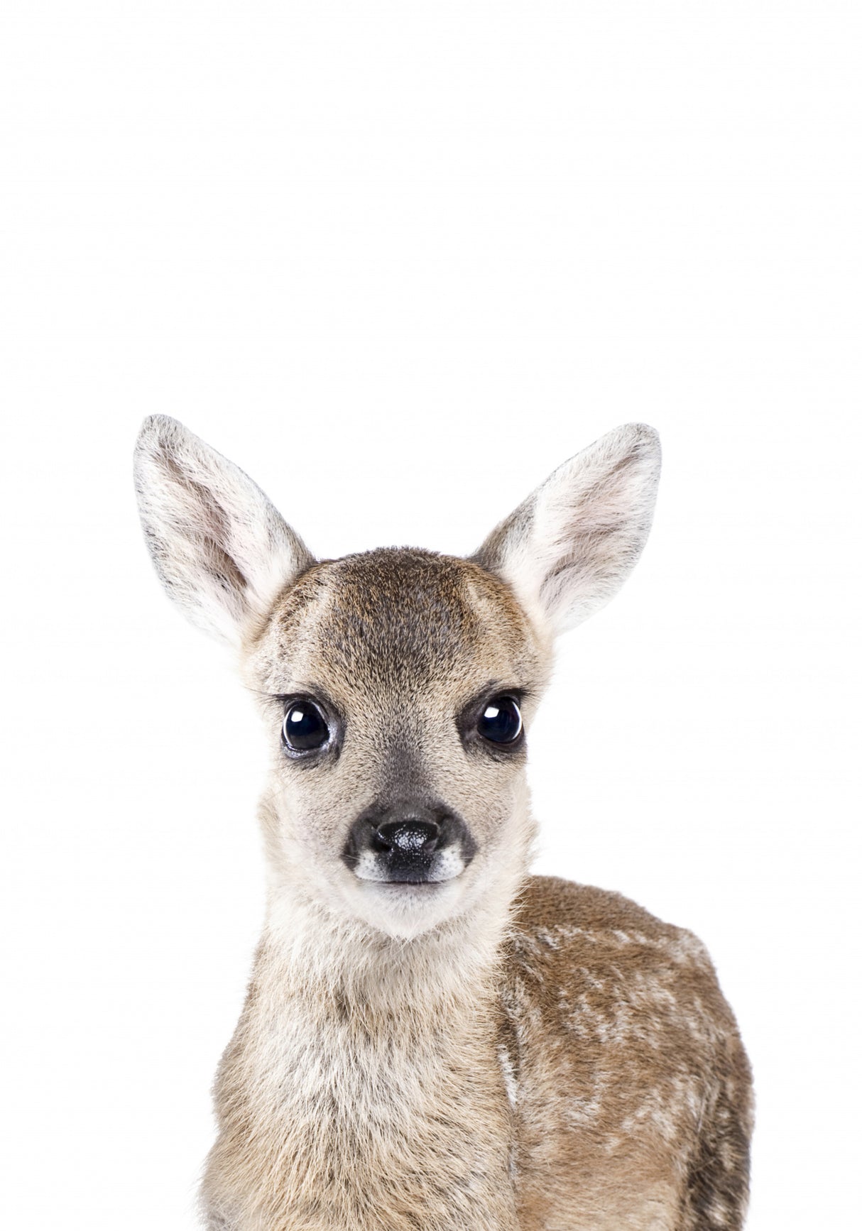 Baby Deer Poster och Canvastavla