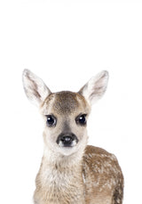 Baby Deer Poster och Canvastavla