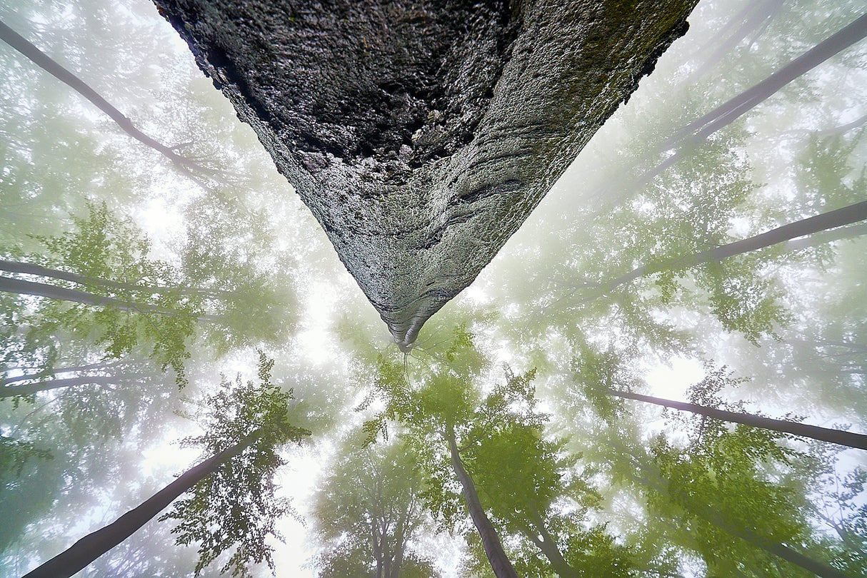Looking up Poster och Canvastavla