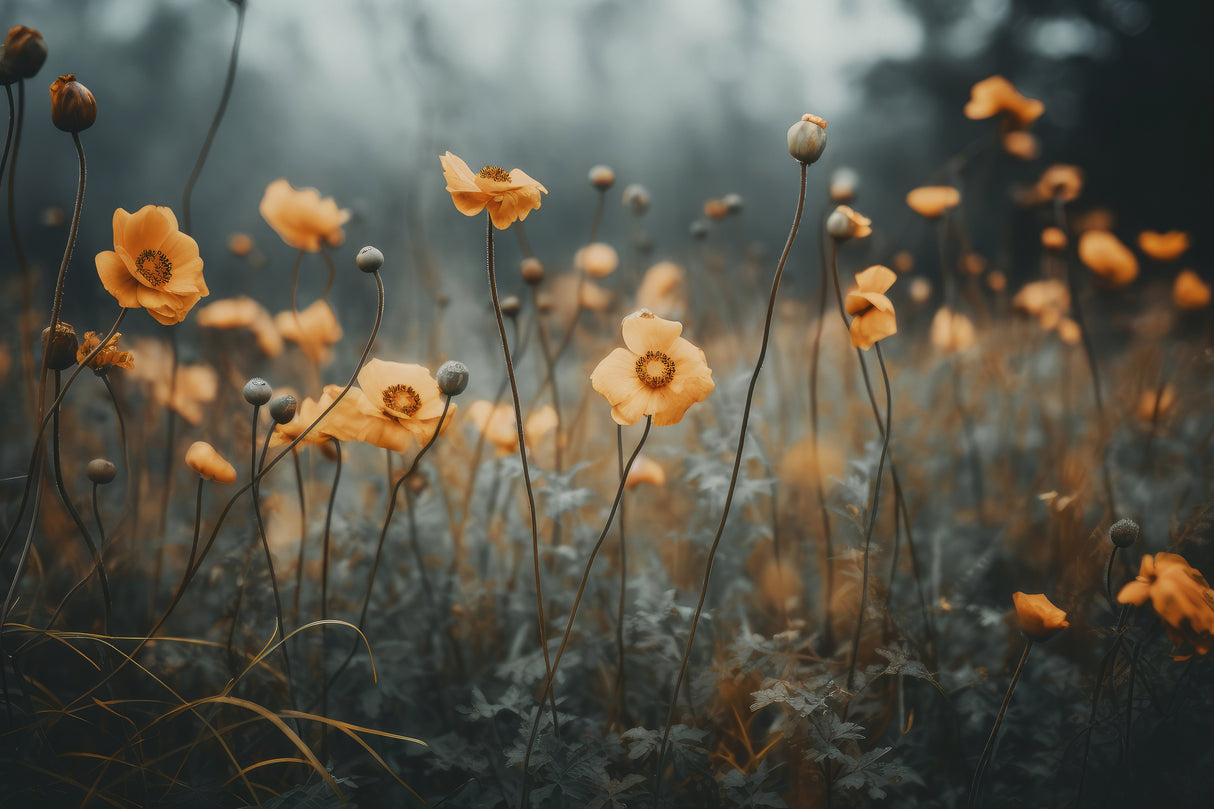 Orange Poppy Poster och Canvastavla