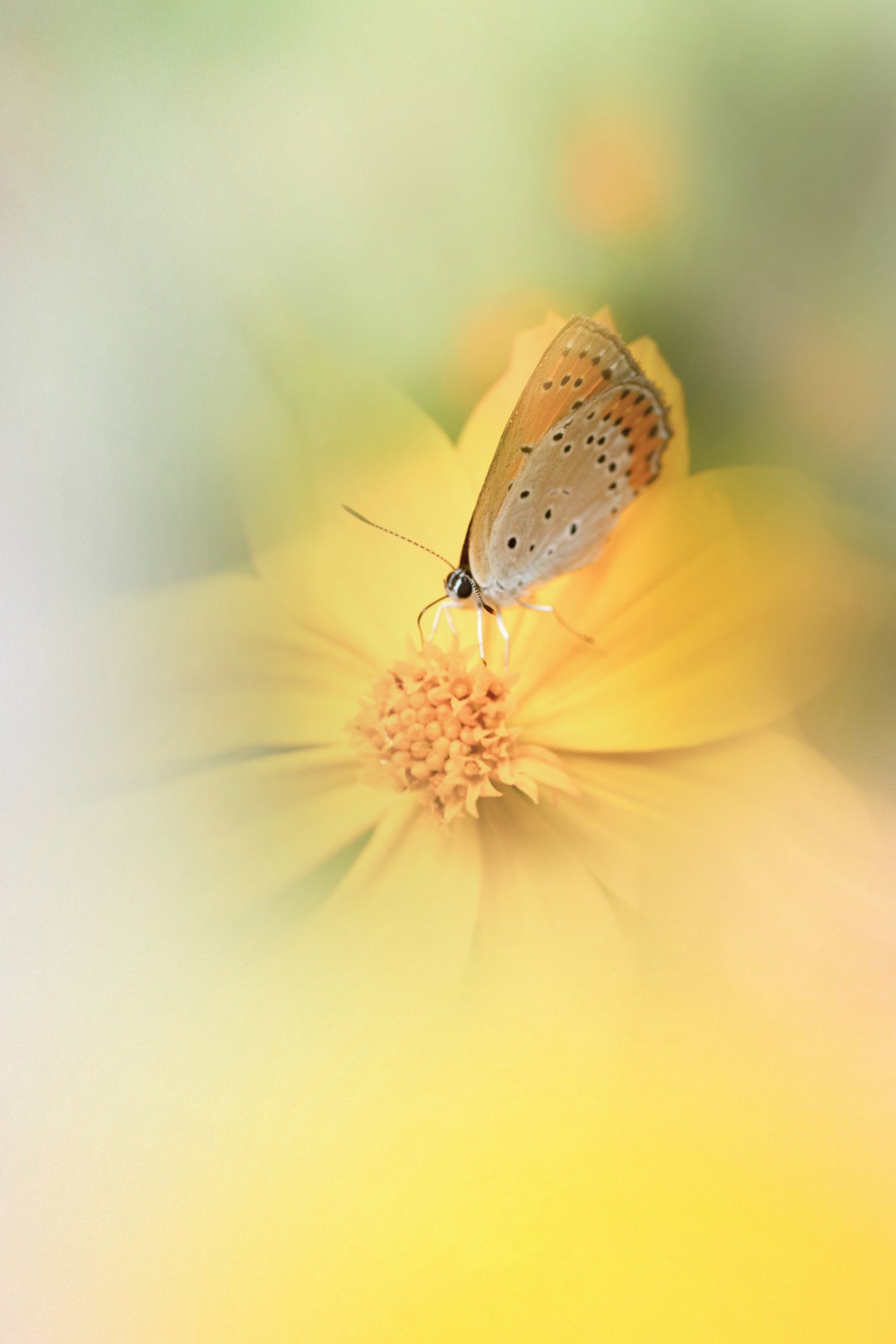 butterfly in fantasy land Poster och Canvastavla