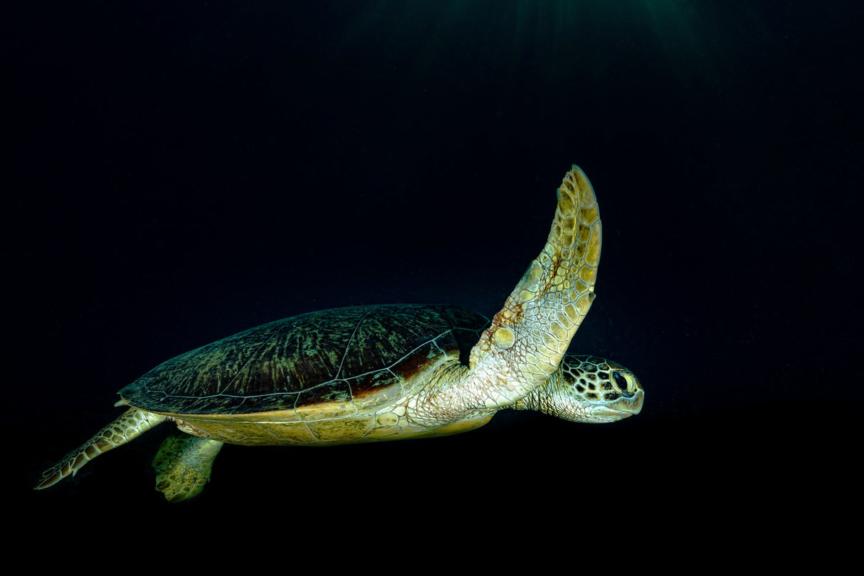 Green turtle Poster och Canvastavla