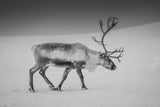 Alone in the Arctic wasteland Poster och Canvastavla